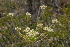  (Anesorhiza - JWB501)  @11 [ ] CreativeCommons - Attribution Non-Commercial Share-Alike (2011) Olivier Maurin University of Johannesburg