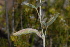  (Argyrolobium - JWB503)  @11 [ ] CreativeCommons - Attribution Non-Commercial Share-Alike (2011) Olivier Maurin University of Johannesburg