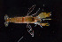  ( - FTP_0002)  @11 [ ] CreativeCommons - Attribution Non-Commercial Share-Alike (2014) Matthieu Leray Smithsonian Institution