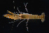  ( - FTP_0006)  @11 [ ] CreativeCommons - Attribution Non-Commercial Share-Alike (2014) Matthieu Leray Smithsonian Institution