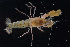  ( - FTP_0068)  @11 [ ] CreativeCommons - Attribution Non-Commercial Share-Alike (2014) Matthieu Leray Smithsonian Institution