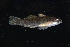 ( - FTP_0072)  @11 [ ] CreativeCommons - Attribution Non-Commercial Share-Alike (2014) Matthieu Leray Smithsonian Institution