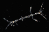  (Caprella scaura - FTP_1102)  @11 [ ] CreativeCommons - Attribution Non-Commercial Share-Alike (2017) Matthieu Leray Smithsonian Institution