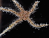  (Ophiothrix cf. angulata - FTP_1615)  @11 [ ] CreativeCommons - Attribution Non-Commercial Share-Alike (2017) Matthieu Leray Smithsonian Institution