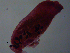  ( - H.IN.Pa.OSP.1.6)  @12 [ ] CreativeCommons - Attribution (2013) Sean Locke Centre for Biodiversity Genomics