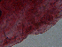  ( - H.IN.Pa.OSP.1.6)  @12 [ ] CreativeCommons - Attribution (2013) Sean Locke Centre for Biodiversity Genomics