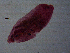  ( - H.IN.Pa.OSP.1.9)  @13 [ ] CreativeCommons - Attribution (2013) Sean Locke Centre for Biodiversity Genomics
