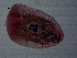  ( - H.IN.Pa.OSP.1.8)  @12 [ ] CreativeCommons - Attribution (2013) Sean Locke Centre for Biodiversity Genomics