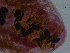  ( - H.IN.Pa.OSP.1.4)  @12 [ ] CreativeCommons - Attribution (2013) Sean Locke Centre for Biodiversity Genomics