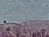  ( - H.IN.Pa.OSP.1.4)  @12 [ ] CreativeCommons - Attribution (2013) Sean Locke Centre for Biodiversity Genomics