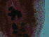  ( - H.IN.Pa.OSP.1.4)  @12 [ ] CreativeCommons - Attribution (2013) Sean Locke Centre for Biodiversity Genomics