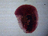  ( - H.IN.Pa.OSP.1.7)  @12 [ ] CreativeCommons - Attribution (2013) Sean Locke Centre for Biodiversity Genomics