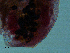  ( - H.IN.Pa.OSP.1.7)  @12 [ ] CreativeCommons - Attribution (2013) Sean Locke Centre for Biodiversity Genomics