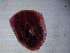  ( - H.IN.Pa.OSP.1.4)  @13 [ ] CreativeCommons - Attribution (2013) Sean Locke Centre for Biodiversity Genomics