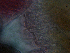  ( - H.IN.Pa.OSP.1.4)  @12 [ ] CreativeCommons - Attribution (2013) Sean Locke Centre for Biodiversity Genomics