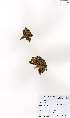  (Azorella - MarIsl02)  @11 [ ] No Rights Reserved  Unspecified Unspecified