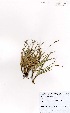  (Uncinia - MarIsl08)  @11 [ ] No Rights Reserved  Unspecified Unspecified