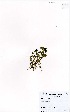  (Callitriche antarctica - MarIsl60)  @11 [ ] No Rights Reserved  Unspecified Unspecified
