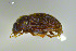  ( - FMNHINS3754180)  @11 [ ] CC BY-NC 4.0 (2013) Field Museum of Natural History Unspecified