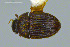  ( - FMNHINS3754183)  @11 [ ] CC BY-NC 4.0 (2013) Field Museum of Natural History Unspecified