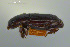  ( - FMNHINS3817008)  @11 [ ] CC BY-NC 4.0 (2013) Field Museum of Natural History Unspecified