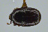  ( - FMNHINS3817009)  @11 [ ] CC BY-NC 4.0 (2013) Field Museum of Natural History Unspecified