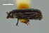  (Carcinops misellus - FMNHINS3817010)  @11 [ ] CC BY-NC 4.0 (2013) Field Museum of Natural History Unspecified