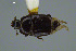  ( - FMNHINS3817011)  @11 [ ] CC BY-NC 4.0 (2013) Field Museum of Natural History Unspecified