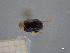  ( - FMNHINS4429617)  @11 [ ] CC BY-NC 4.0 (2013) Field Museum of Natural History Unspecified