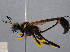  ( - FMNHINS4429624)  @11 [ ] CC BY-NC 4.0 (2013) Field Museum of Natural History Unspecified