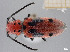  ( - FMNHINS4429638)  @11 [ ] CC BY-NC 4.0 (2013) Field Museum of Natural History Unspecified