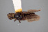  ( - FMNHINS4573331)  @11 [ ] CC BY-NC 4.0 (2013) Field Museum of Natural History Unspecified