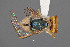  ( - FMNHINS4573336)  @11 [ ] CC BY-NC 4.0 (2013) Field Museum of Natural History Unspecified