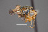  ( - FMNHINS4573336)  @11 [ ] CC BY-NC 4.0 (2013) Field Museum of Natural History Unspecified