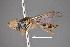  ( - FMNHINS4573337)  @11 [ ] CC BY-NC 4.0 (2013) Field Museum of Natural History Unspecified
