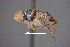  ( - FMNHINS4573338)  @11 [ ] CC BY-NC 4.0 (2013) Field Museum of Natural History Unspecified