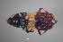  ( - FMNHINS4573340)  @11 [ ] CC BY-NC 4.0 (2013) Field Museum of Natural History Unspecified