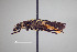 ( - FMNHINS4573344)  @11 [ ] CC BY-NC 4.0 (2013) Field Museum of Natural History Unspecified