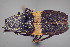  ( - FMNHINS4573348)  @11 [ ] CC BY-NC 4.0 (2013) Field Museum of Natural History Unspecified
