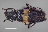  ( - FMNHINS4573349)  @11 [ ] CC BY-NC 4.0 (2013) Field Museum of Natural History Unspecified
