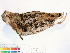  ( - BIOUG31014-C02)  @11 [ ] CreativeCommons - Attribution (2016) CBG Photography Group Centre for Biodiversity Genomics