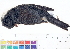  ( - BIOUG31014-D03)  @11 [ ] CreativeCommons - Attribution (2016) CBG Photography Group Centre for Biodiversity Genomics