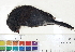  ( - BIOUG31014-B01)  @11 [ ] CreativeCommons - Attribution (2016) CBG Photography Group Centre for Biodiversity Genomics