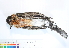  ( - BIOUG31014-B12)  @11 [ ] CreativeCommons - Attribution (2016) CBG Photography Group Centre for Biodiversity Genomics