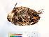  ( - BIOUG31014-C03)  @11 [ ] CreativeCommons - Attribution (2016) CBG Photography Group Centre for Biodiversity Genomics