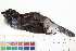  (Zonotrichia albicollis - BIOUG31014-E12)  @11 [ ] CreativeCommons - Attribution (2016) CBG Photography Group Centre for Biodiversity Genomics