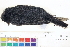  ( - BIOUG31014-B02)  @11 [ ] CreativeCommons - Attribution (2016) CBG Photography Group Centre for Biodiversity Genomics