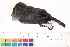  ( - BIOUG31014-A12)  @11 [ ] CreativeCommons - Attribution (2016) CBG Photography Group Centre for Biodiversity Genomics