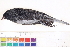  ( - BIOUG31014-B03)  @11 [ ] CreativeCommons - Attribution (2016) CBG Photography Group Centre for Biodiversity Genomics