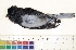  ( - BIOUG31014-B04)  @11 [ ] CreativeCommons - Attribution (2016) CBG Photography Group Centre for Biodiversity Genomics